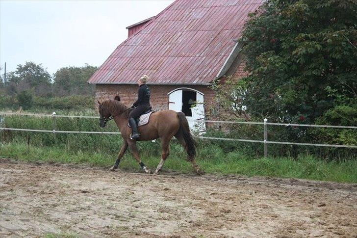 Anden særlig race Jumping Jack Flash R.I.P billede 13