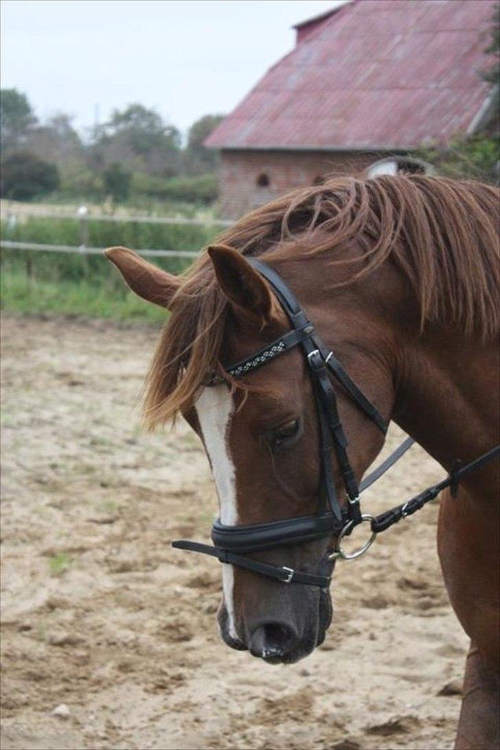 Anden særlig race Jumping Jack Flash R.I.P billede 14