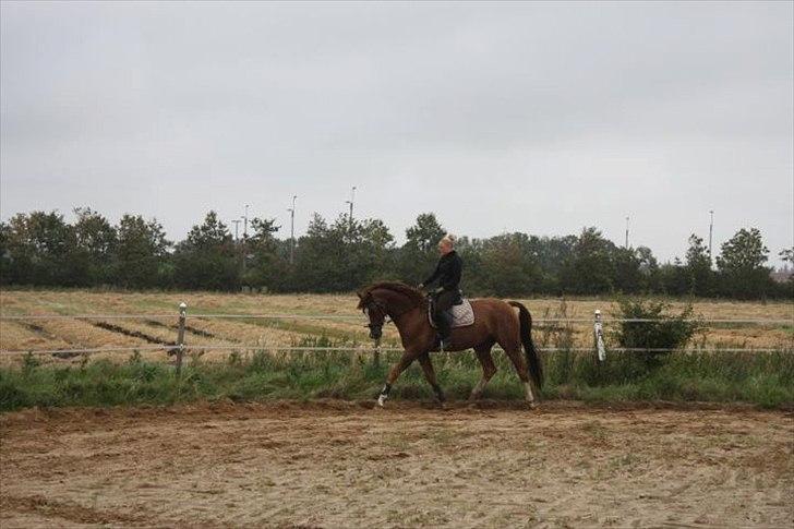 Anden særlig race Jumping Jack Flash R.I.P billede 16