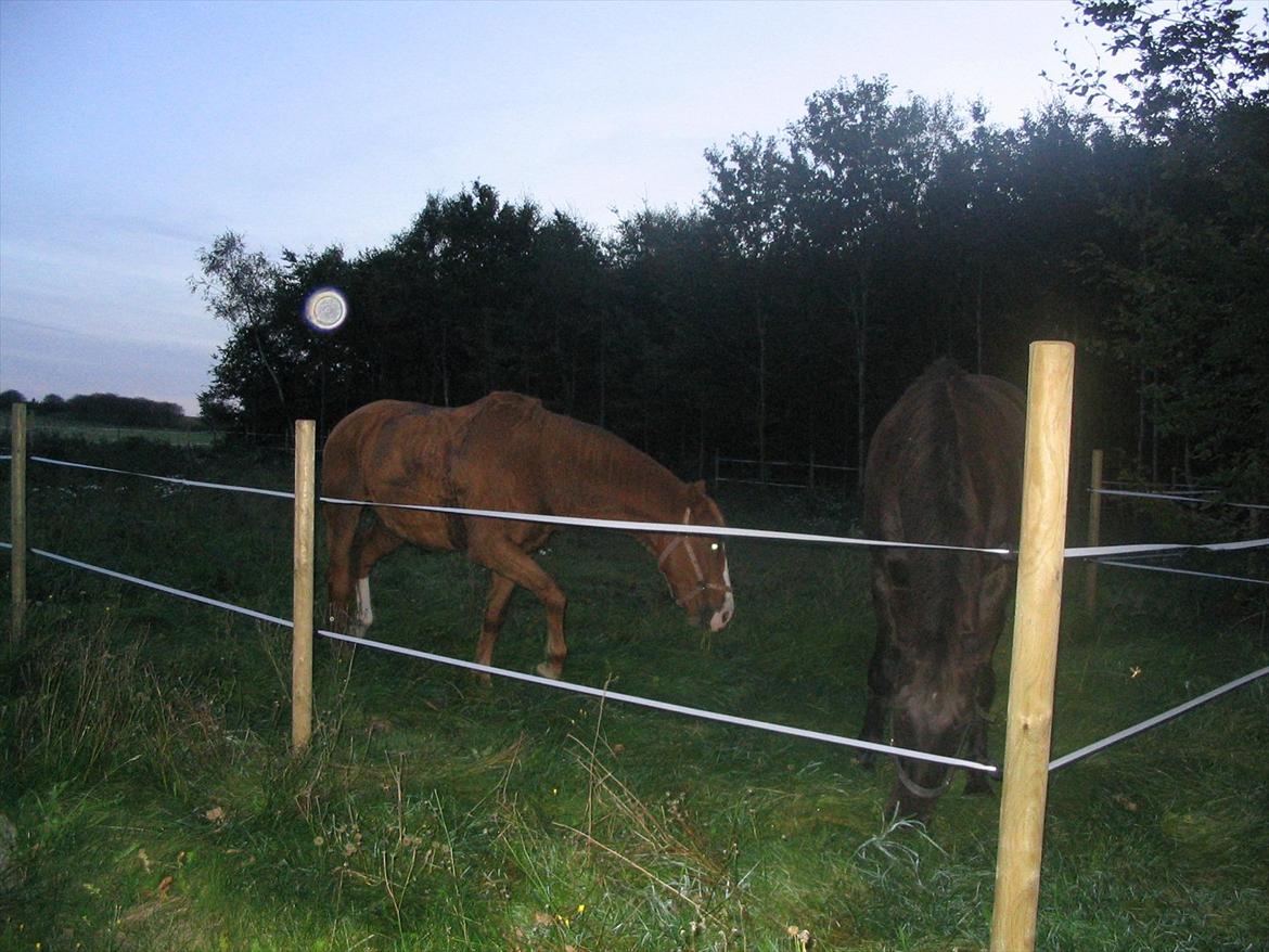 Dansk Varmblod Pegasus - Første nat i det nye hus. Pegasus og Chaplin. billede 10