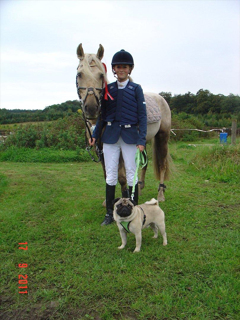 Irsk Sportspony Million Dollar Baby - SYK d.17/9 2011. Baby, mig & èn af mine hunde Baron <3 Love them all <3 billede 20