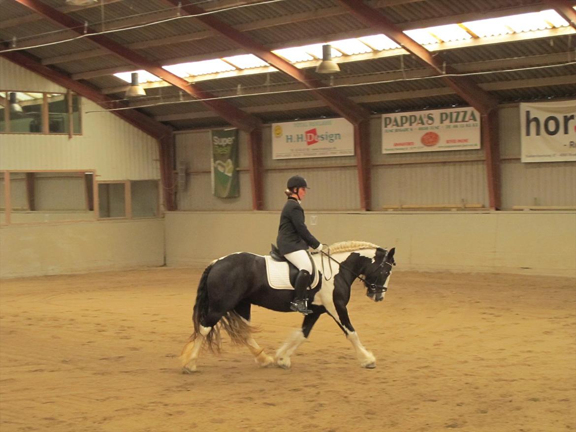 Irish Cob Mischa - Mischa`s første stævne :)  billede 8