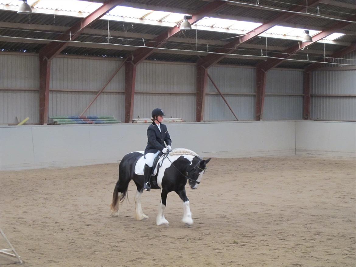 Irish Cob Mischa - Mischa`s første stævne :)  billede 3