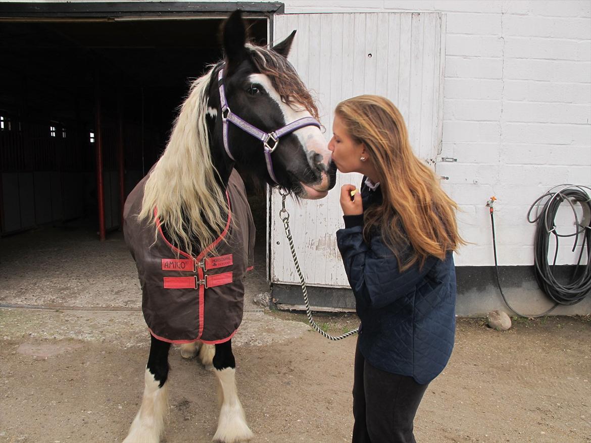 Irish Cob Mischa - Kys med Mischa :)  billede 15