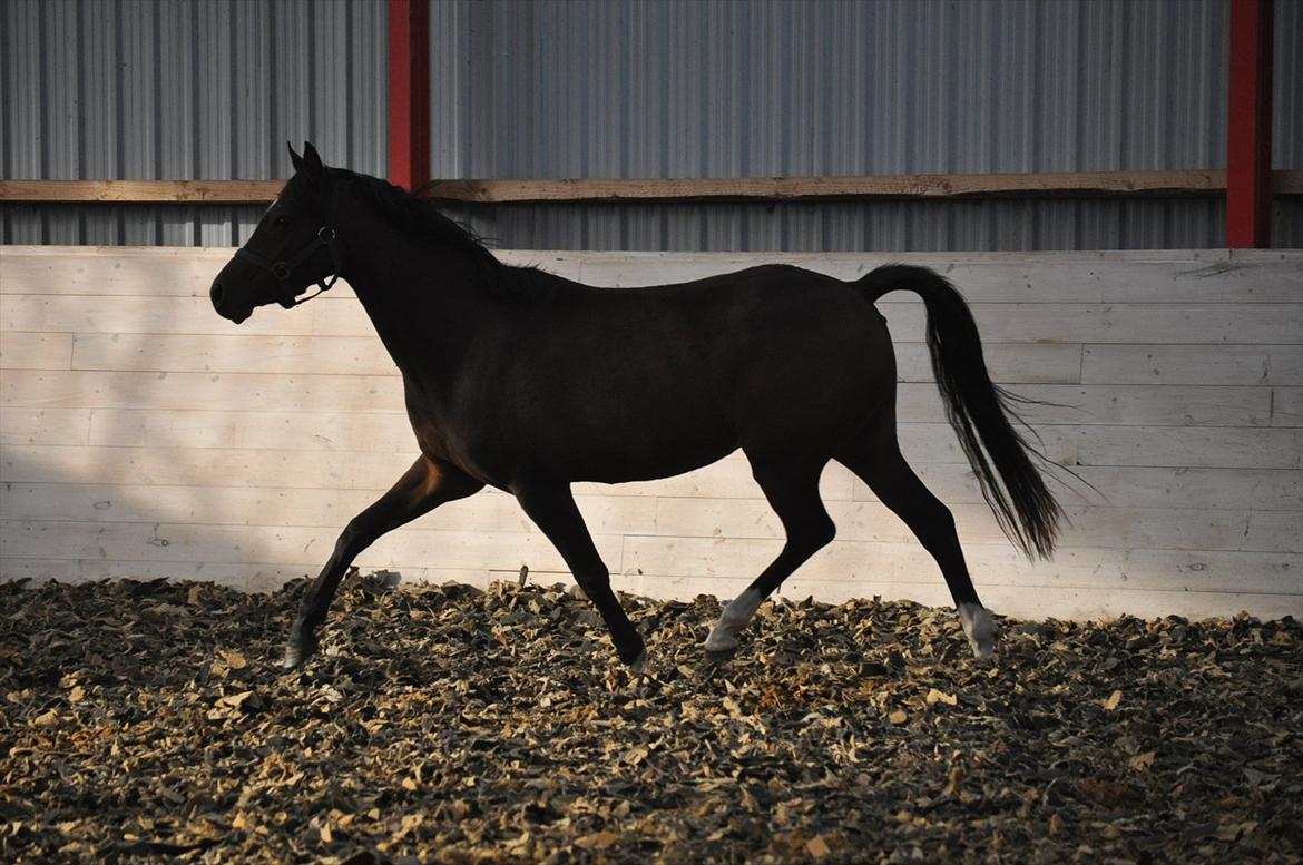 DSP Lykkehøjs Charming Star billede 2