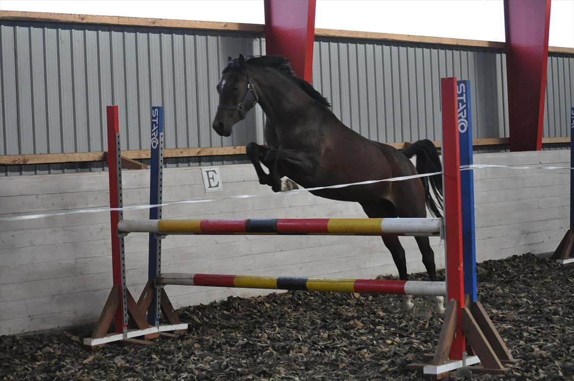 DSP Lykkehøjs Charming Star billede 8