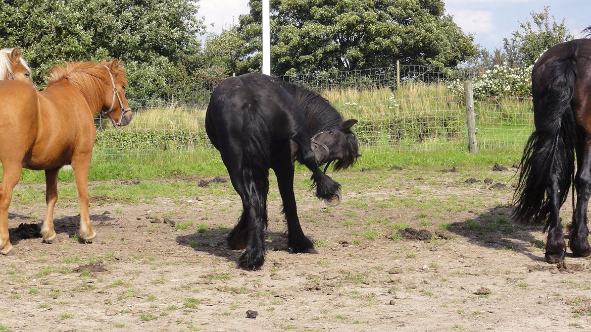 Fell pony Michaks Jaguar  billede 12