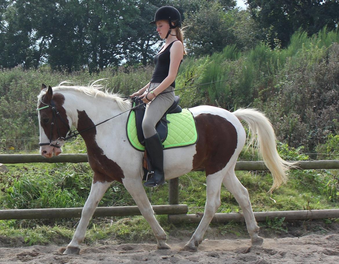 Pinto Blanding Gismoe - #17 Jeg og Gismoe træner dressur :D <3 foto: Vicky med mit kamera billede 17