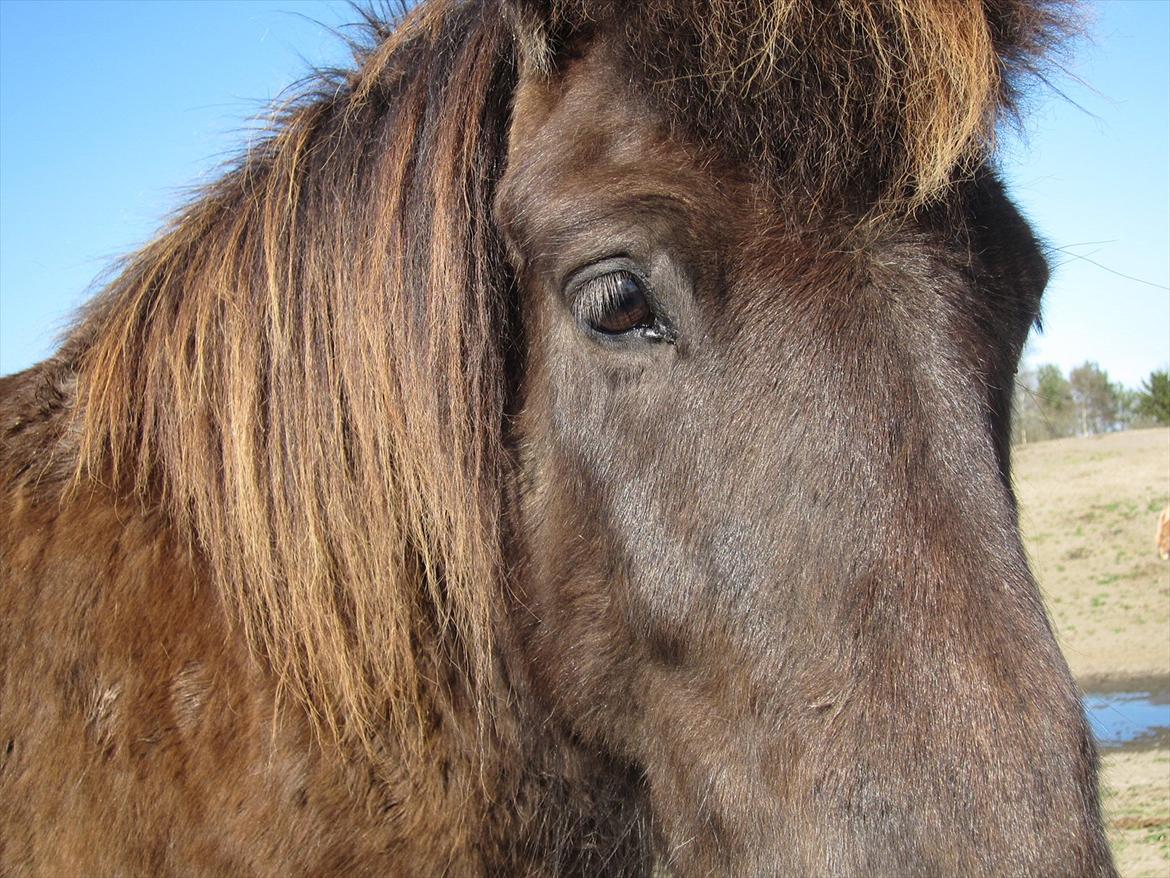 Islænder Eifur fra freersvang - Dine øjne siger alt<3
jeg elsker dig.. billede 18