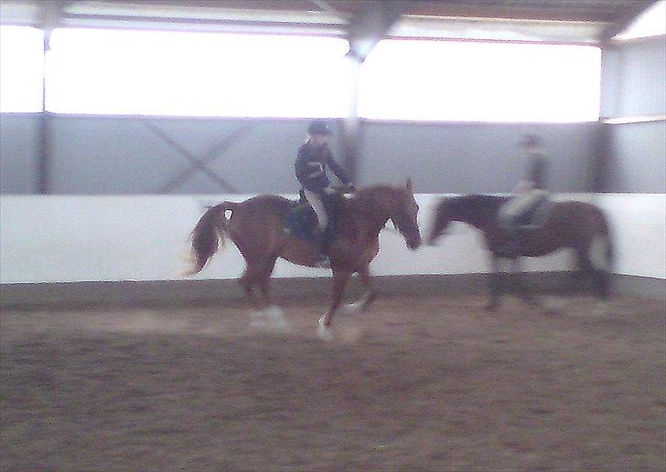 Anden særlig race Kashmir SOLGT - Anspring til højre-galop. billede 7