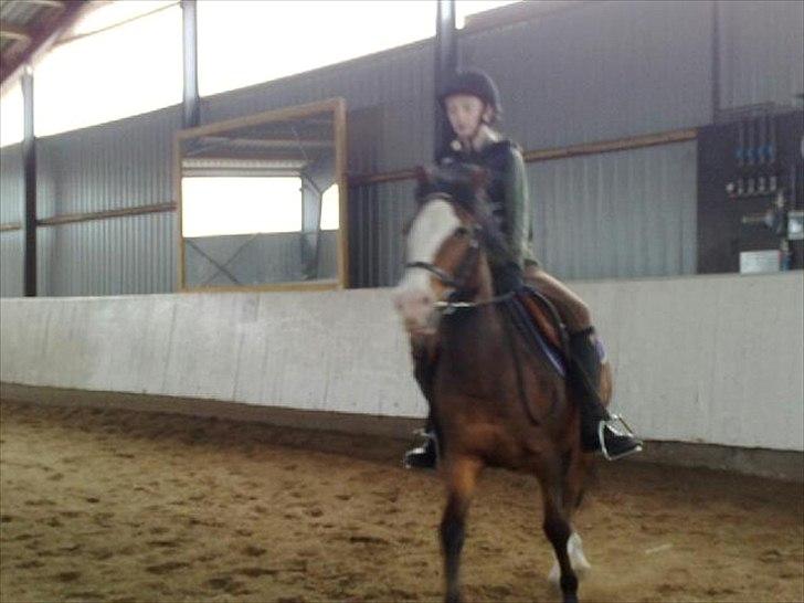 Welsh Pony (sec B) Mille - I ridehuset. billede 14