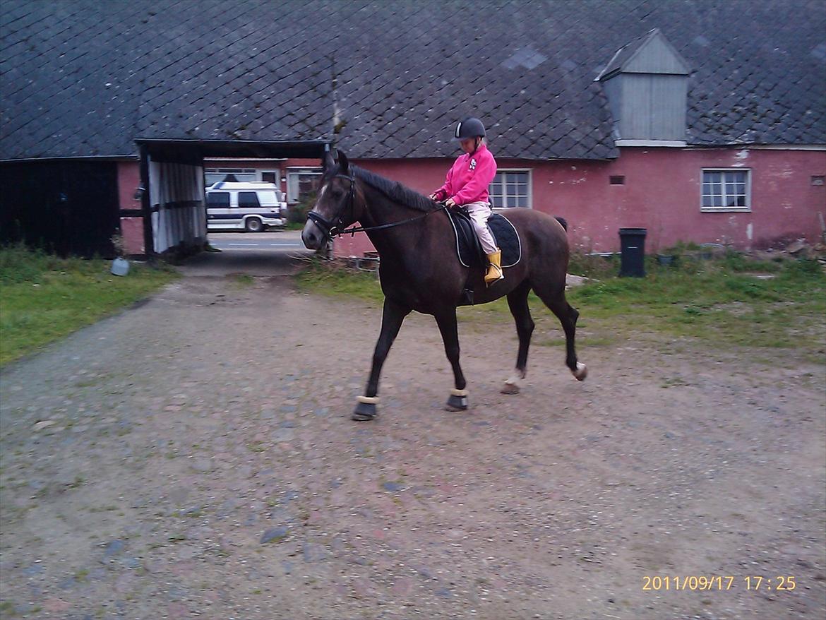 Anden særlig race  flik flak billede 16