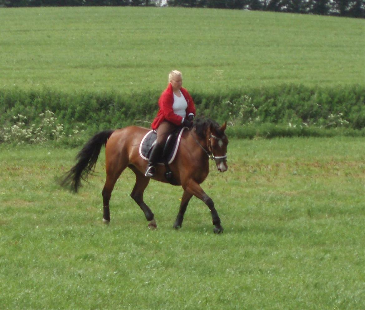 Westfaler Ronja billede 18