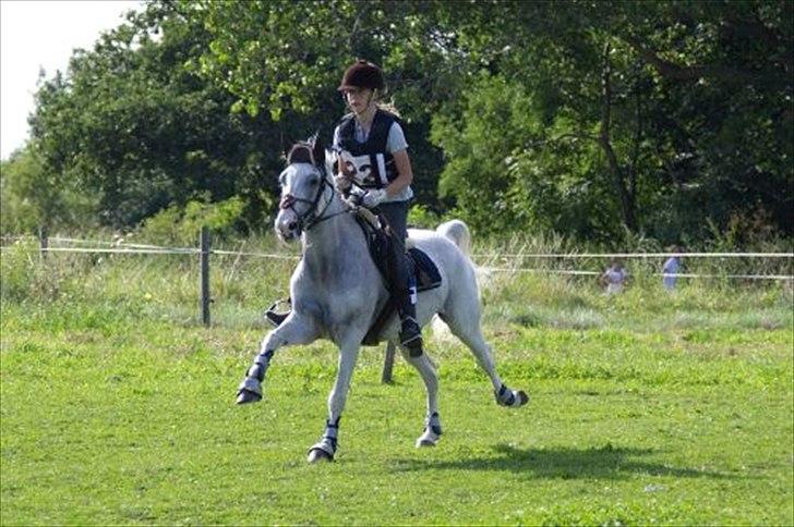 Tysk Sportspony Elina 17 - Søborgaard 2011, andet military stævne, 3pl. billede 13