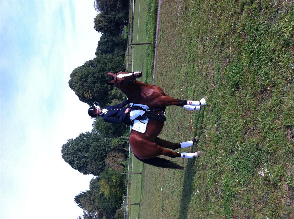 Dansk Varmblod Svanegårdens Florencia - Super elegant equipage billede 10