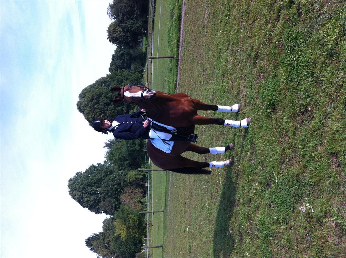 Dansk Varmblod Svanegårdens Florencia billede 11