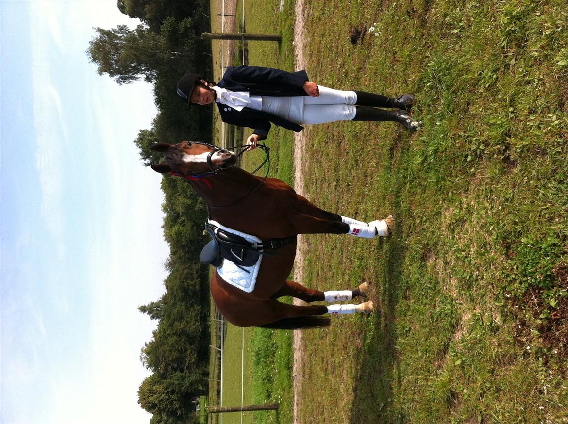 Dansk Varmblod Svanegårdens Florencia billede 12