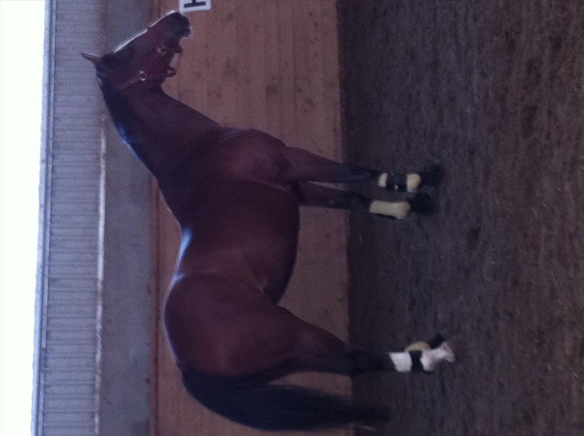 Dansk Varmblod Svanegårdens Florencia - Flora er i ridehus for at blive løssprunget men fik lige øje på noget. billede 14