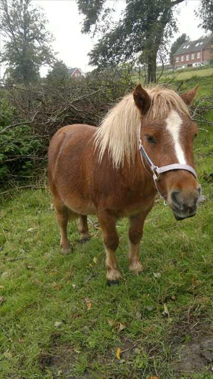 Shetlænder Joey billede 1