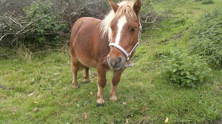 Shetlænder Joey billede 2