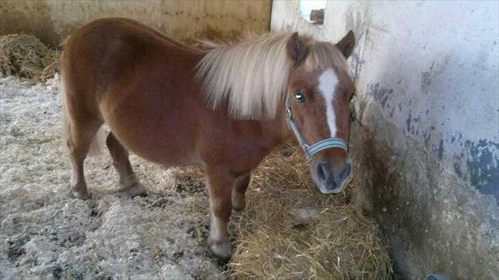Shetlænder Joey billede 3