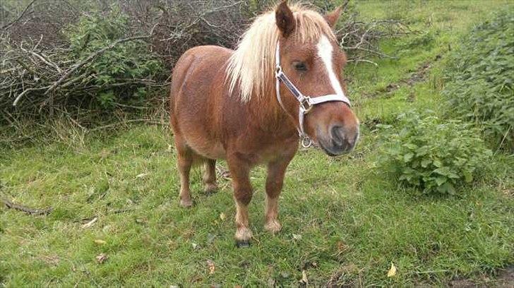 Shetlænder Joey billede 4