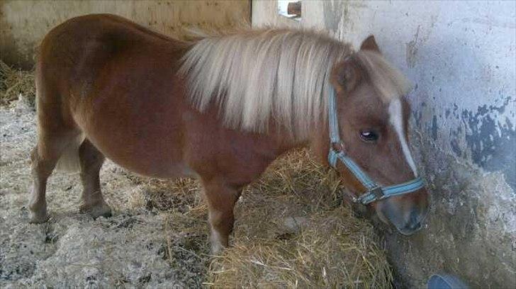 Shetlænder Joey billede 5