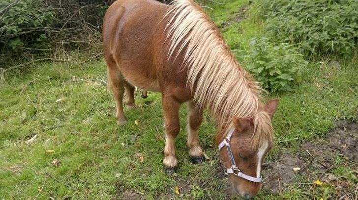 Shetlænder Joey billede 6