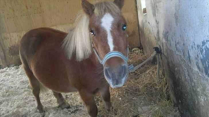 Shetlænder Joey billede 7