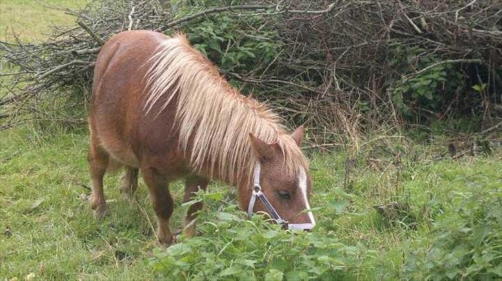 Shetlænder Joey billede 8