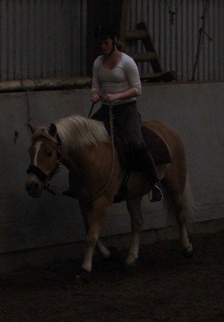 Haflinger Charlie  - Hygge tur, nej han var søjde :) 17/9-2011 foto: Sara Munksgaard  billede 18