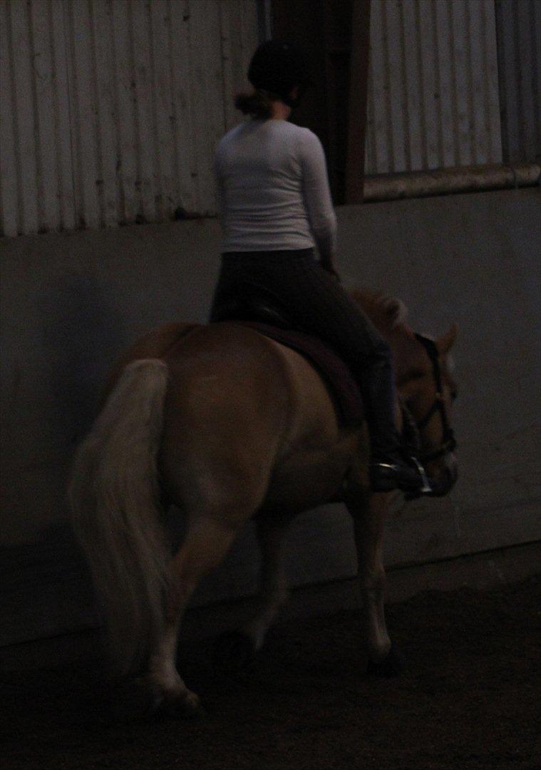 Haflinger Charlie  - Hygge tur, søjde pony :) Foto: Sara Munkgaard billede 19