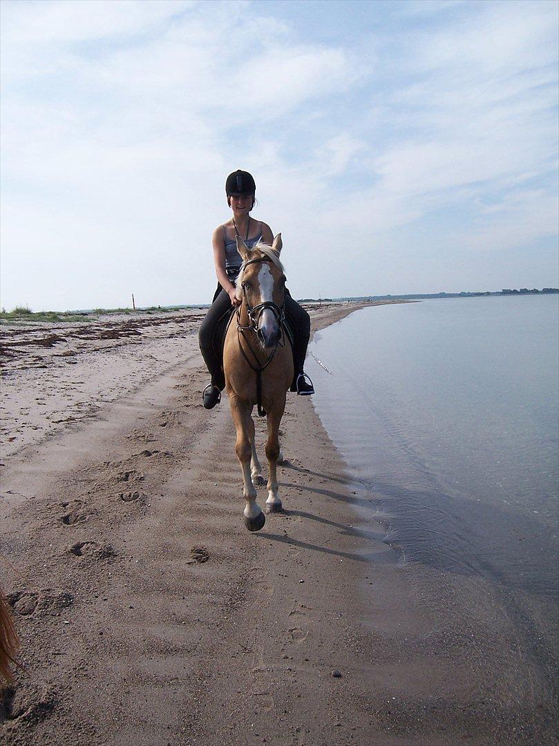 Welsh Cob (sec D) Paddy`s Voice - En lille gallop på vej til Æbelø billede 15