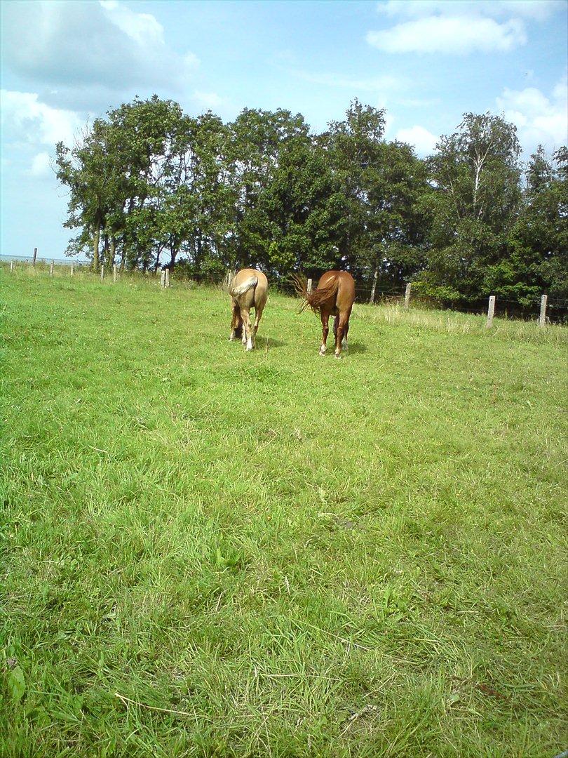 Welsh Cob (sec D) Paddy`s Voice billede 16