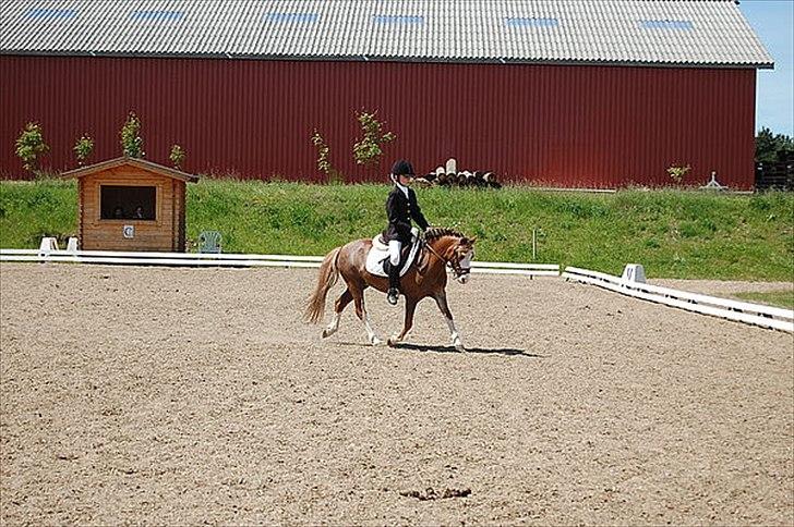 Welsh Mountain (sec A) Waterland`s Pucahontas SOLGT:`( - På banen i VBR;D billede 5