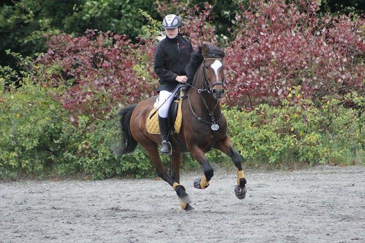 New Forest Mastwood Honeymoon - Fejl fri LB, 1. plads i LA. uforglemmelig dag, og vores sidste stævne sammen..  billede 17