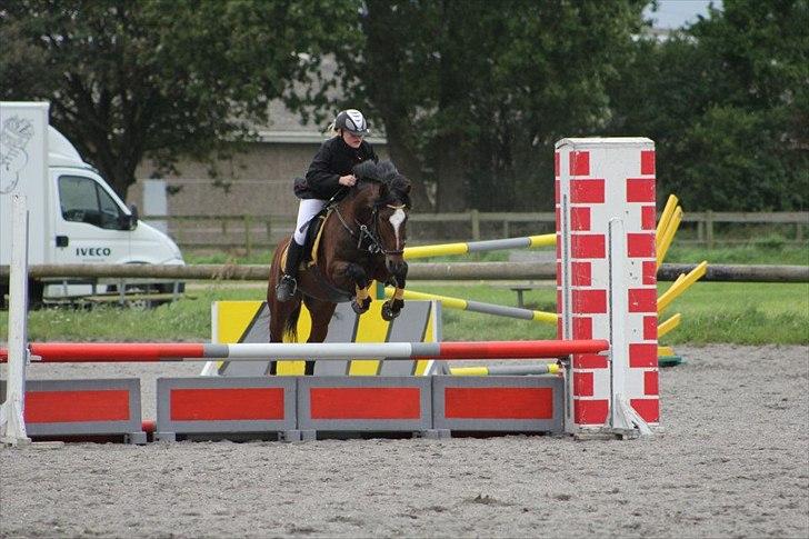 New Forest Mastwood Honeymoon - LB lykkeshøj 4 plads og 1 plads i LA** samme dag. billede 16