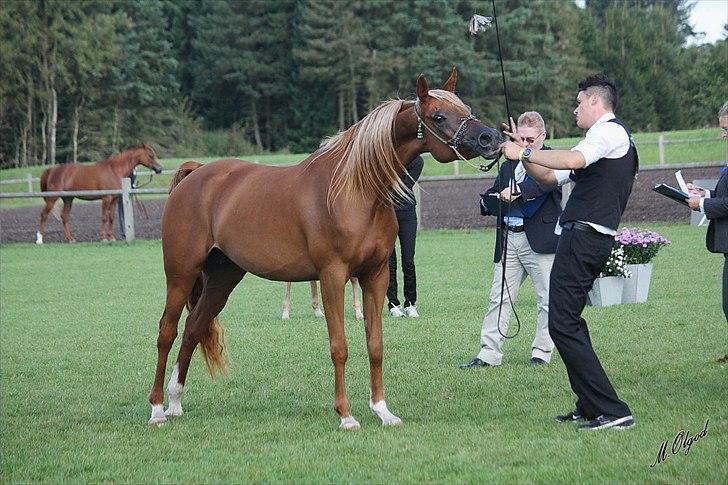 Arabisk fuldblod (OX) Shannaja billede 14