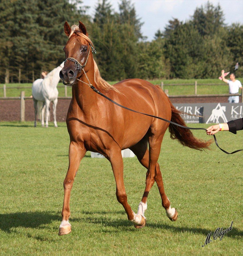 Arabisk fuldblod (OX) Shannaja - FOTO: Markene Ølgod billede 9