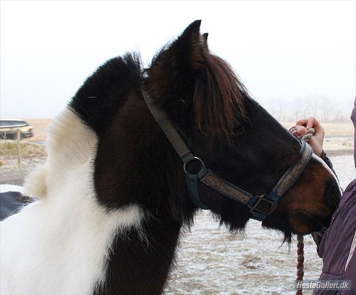 Anden særlig race Fanny har redet<3 - Velkommen til Fanny´s profil billede 1