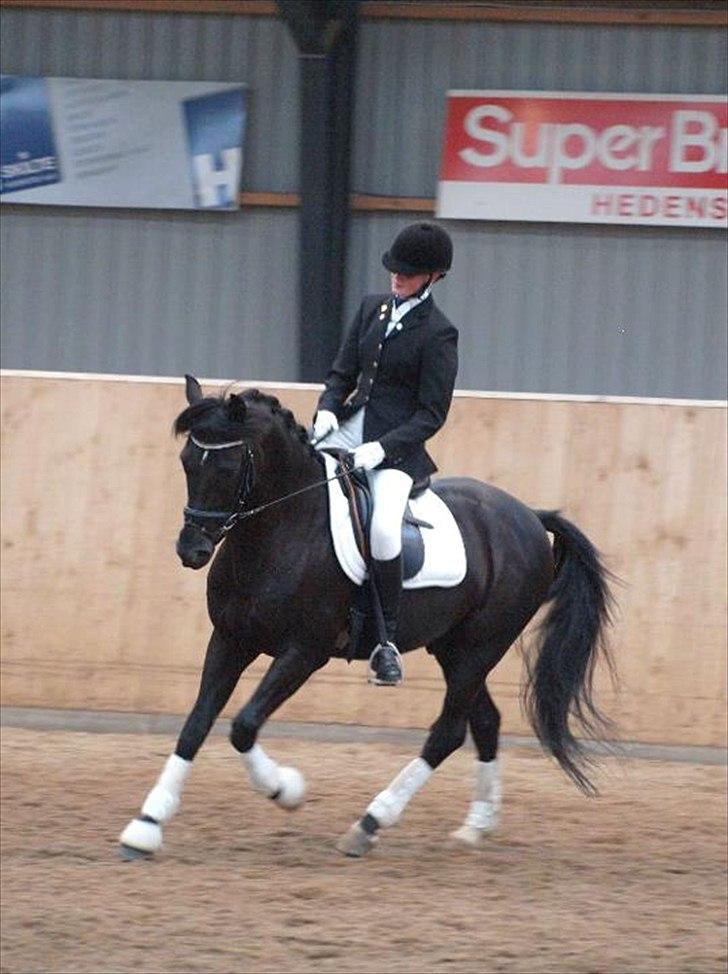 New Forest Elmholts Mozart billede 9