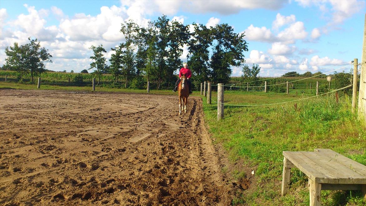 Dansk Varmblod De Gaulle - En af de første gange jeg rider Mads <3  billede 1