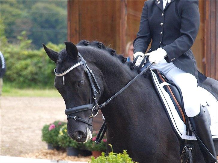 New Forest Elmholts Mozart billede 3