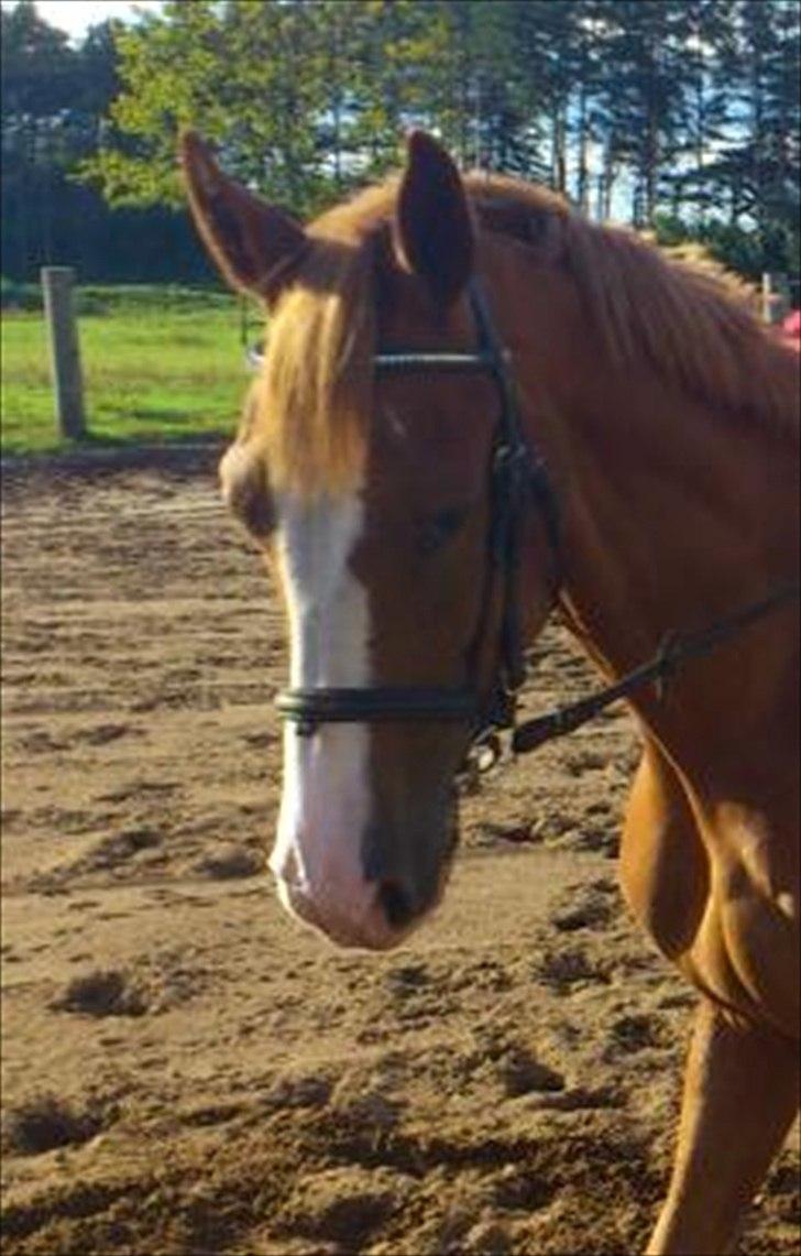 Dansk Varmblod De Gaulle billede 2