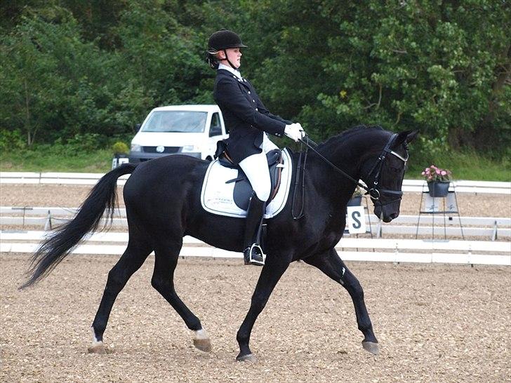 New Forest Elmholts Mozart billede 11