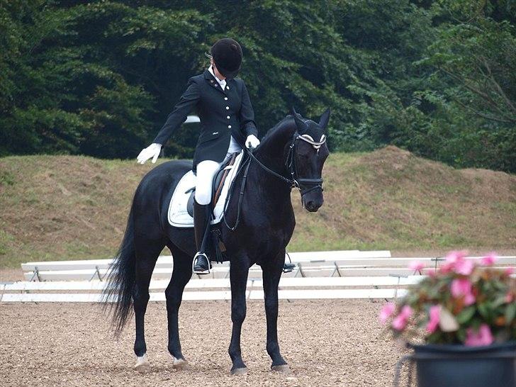 New Forest Elmholts Mozart billede 13