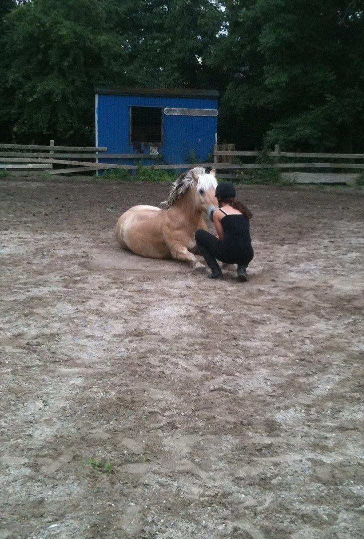 Fjordhest  Bjarke<3 | My life<3 <3  - En af de mange FANTASTISKE dage med Pony!!<3 (': 

[Foto: Trine Wandahl<3] billede 20