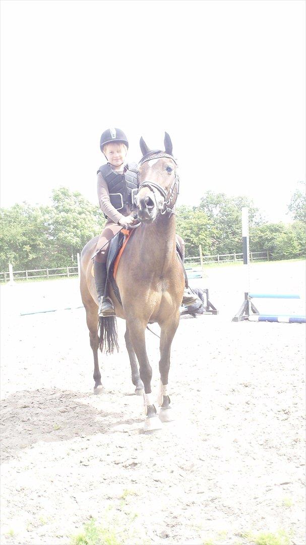 Welsh Cob (sec D) Vlietstede Brilliant Idris - Mig og Idris udenfor at springe!:D
Foto: Min mor:) billede 5