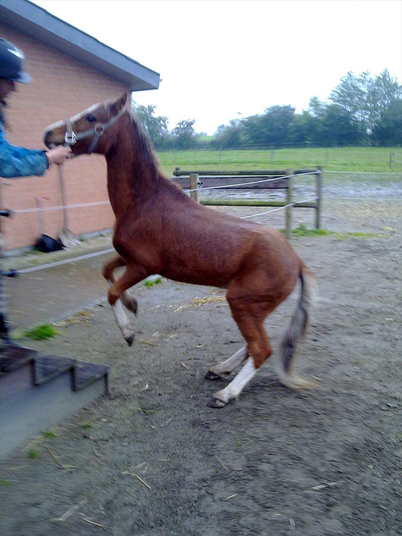 Welsh Mountain (sec A) Baloo billede 3