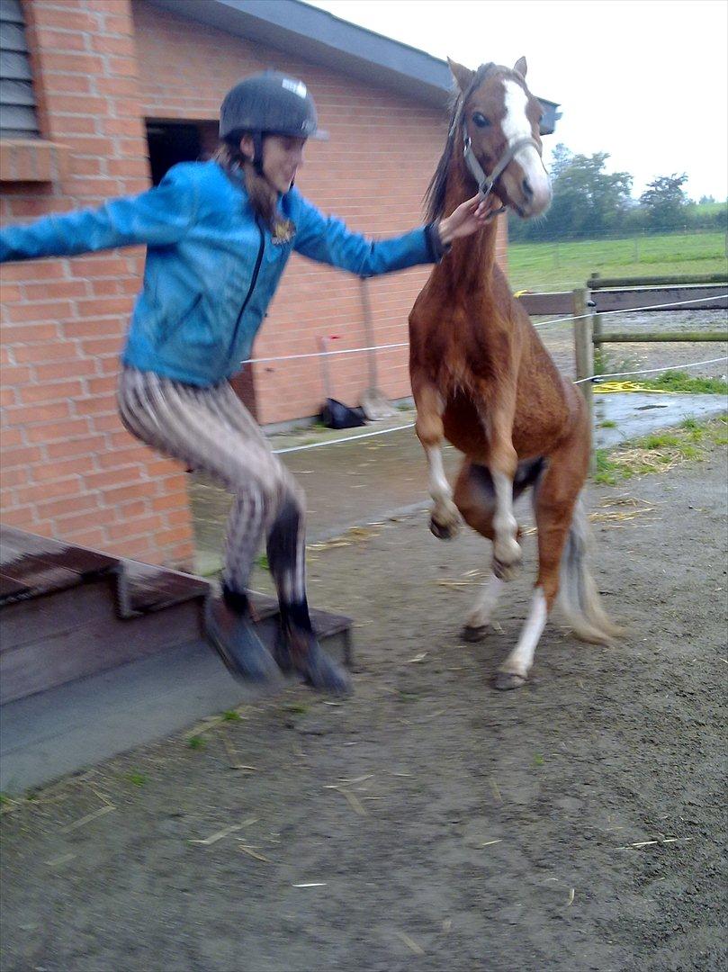 Welsh Mountain (sec A) Baloo billede 4